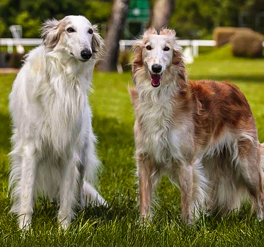 Silken Windhound
